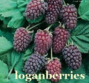 Loganberries